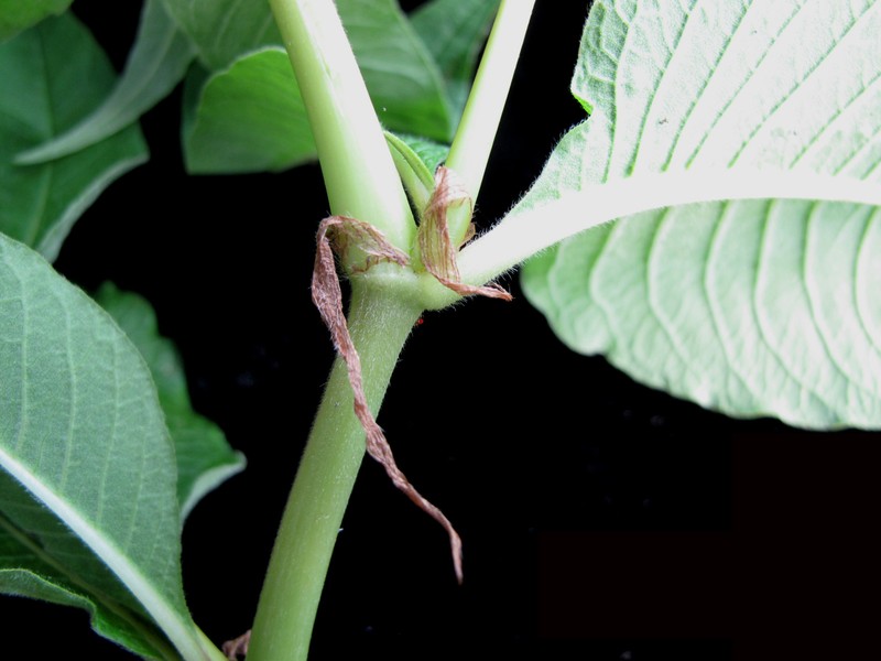 Cultivated Knotweed photo 8