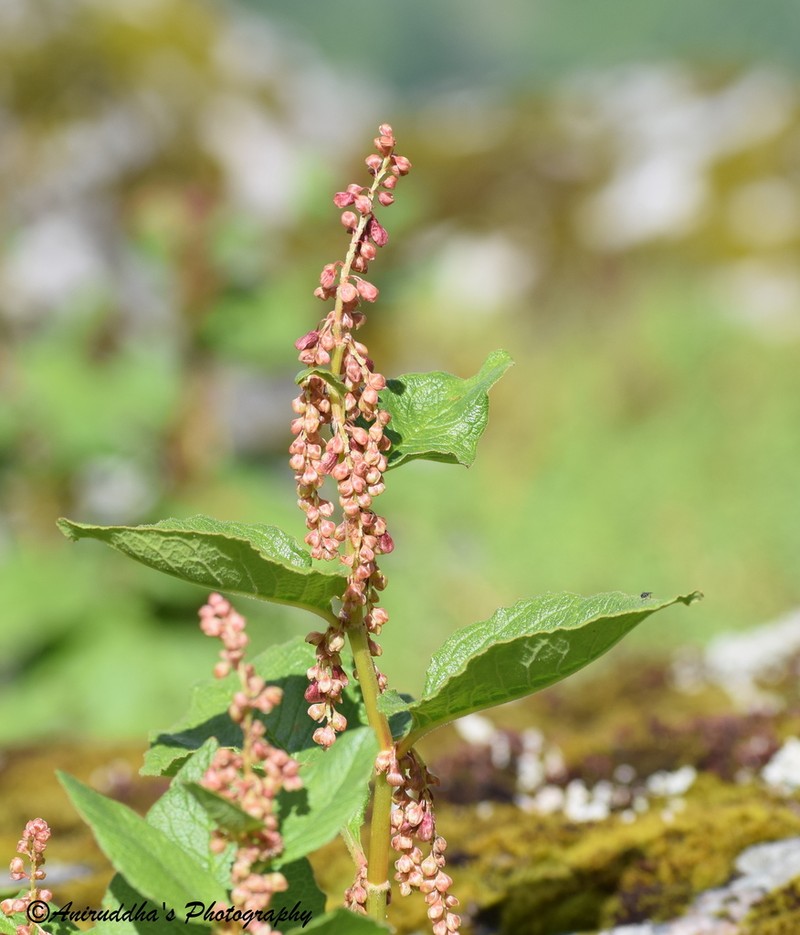 Koenigia rumicifolia photo 2