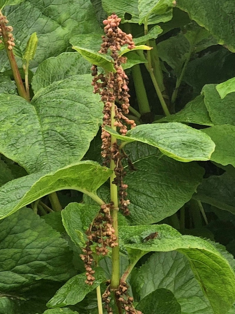 Koenigia rumicifolia photo 3