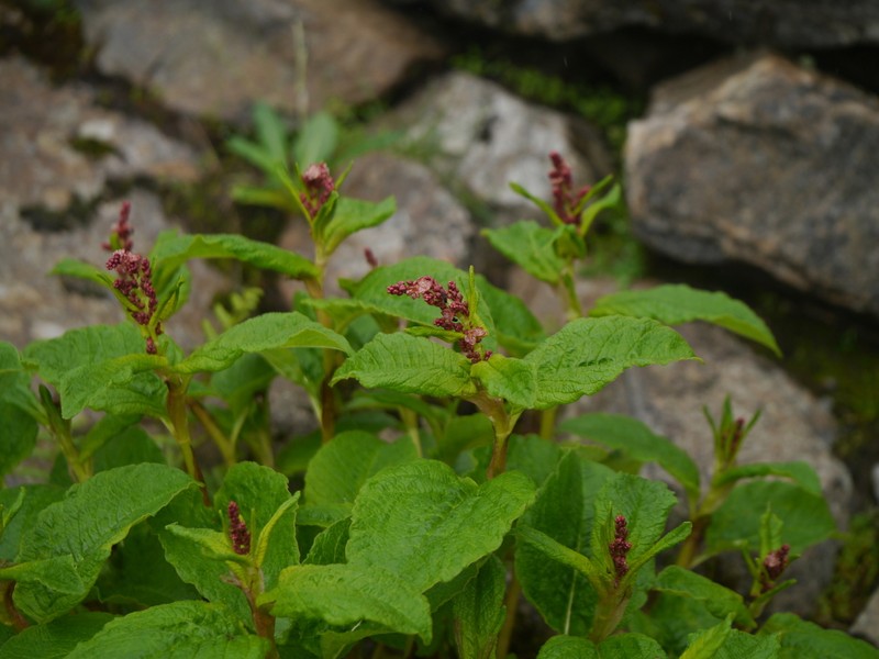 Koenigia rumicifolia photo 4