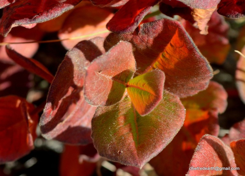 Koenigia rumicifolia photo 5