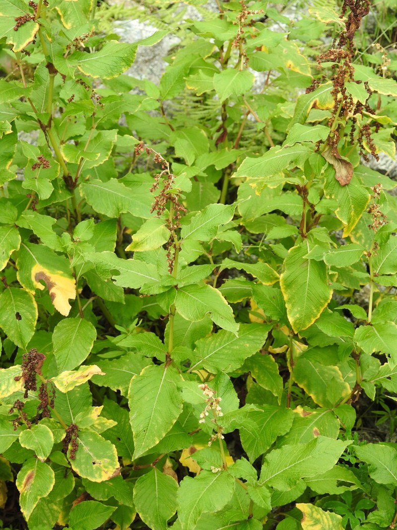 Koenigia rumicifolia photo 6