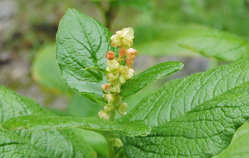 Koenigia rumicifolia photo 8