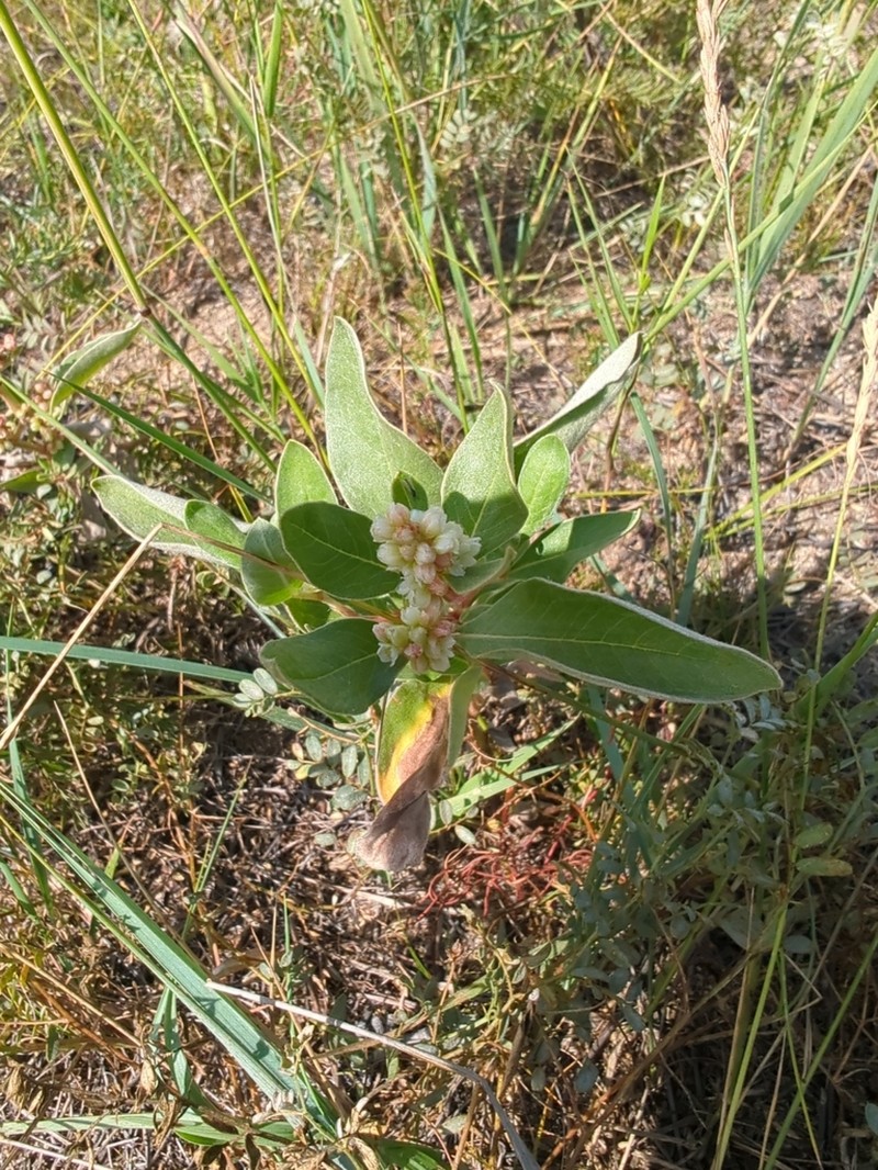 Koenigia sericea
