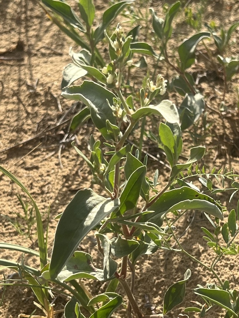 Koenigia sericea photo 2