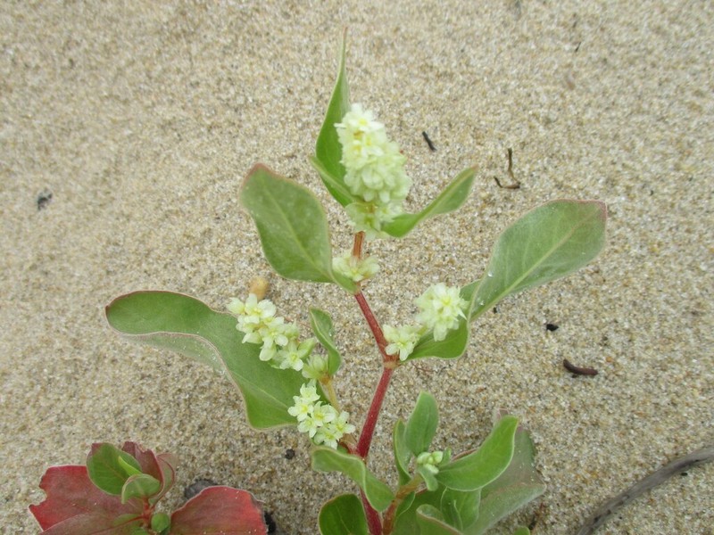 Koenigia sericea photo 3