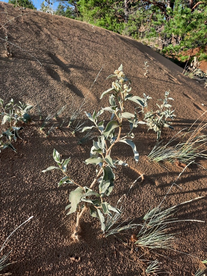 Koenigia sericea photo 5