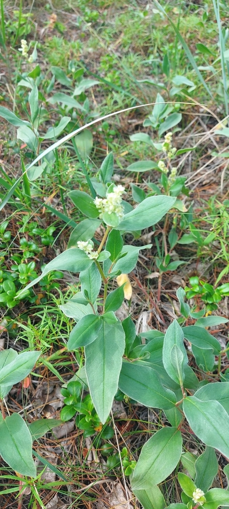 Koenigia sericea photo 6