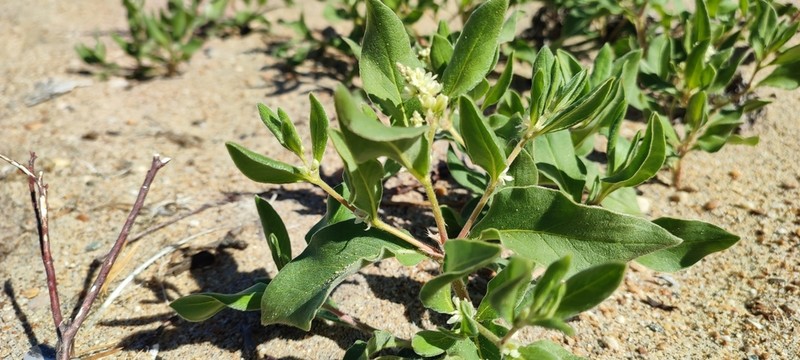 Koenigia sericea photo 7