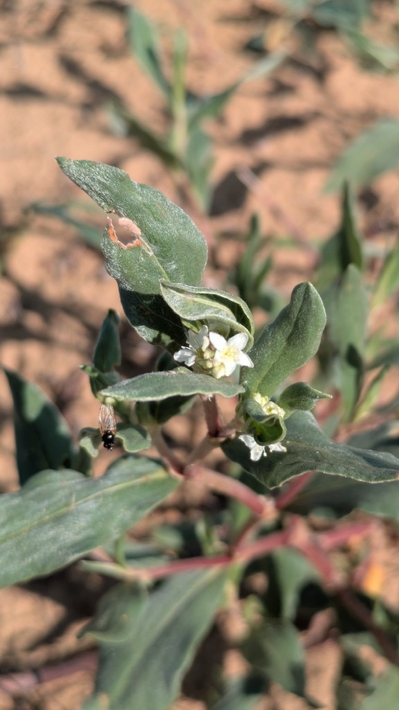 Koenigia sericea photo 8
