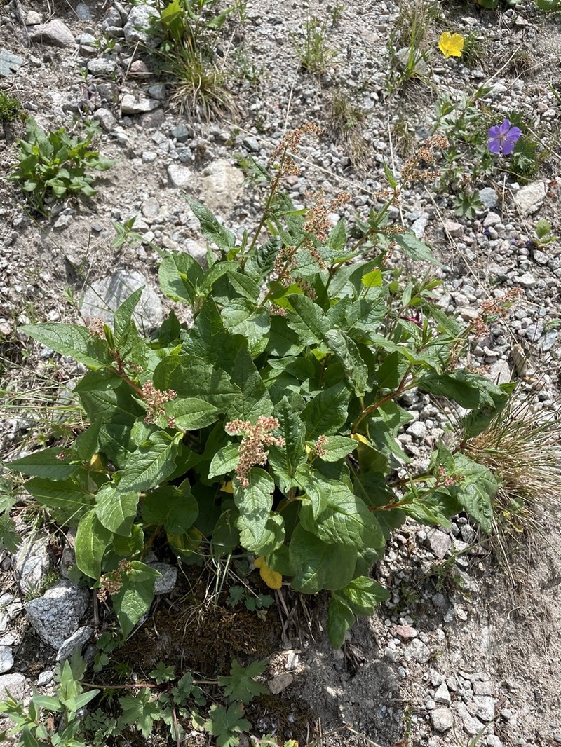 Koenigia songarica