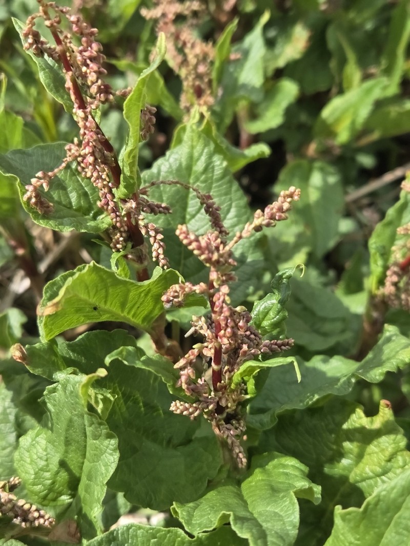 Koenigia songarica photo 2