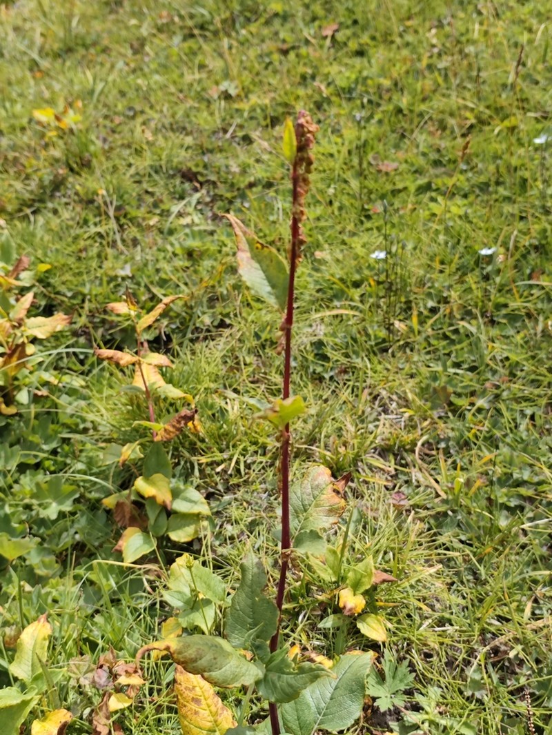 Koenigia songarica photo 3