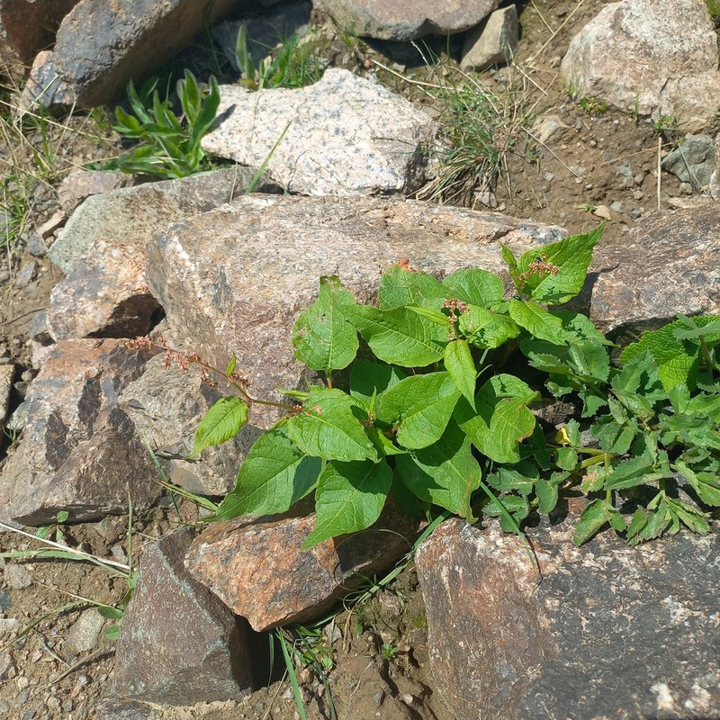 Koenigia songarica photo 4