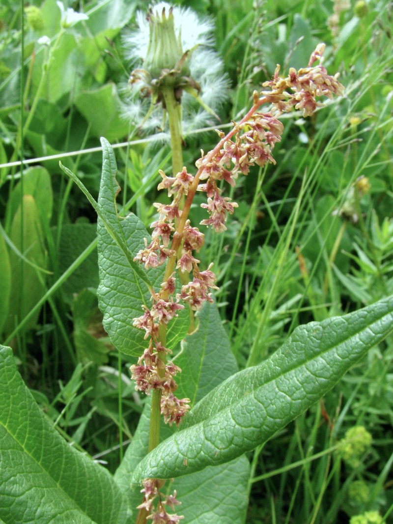 Koenigia songarica photo 5