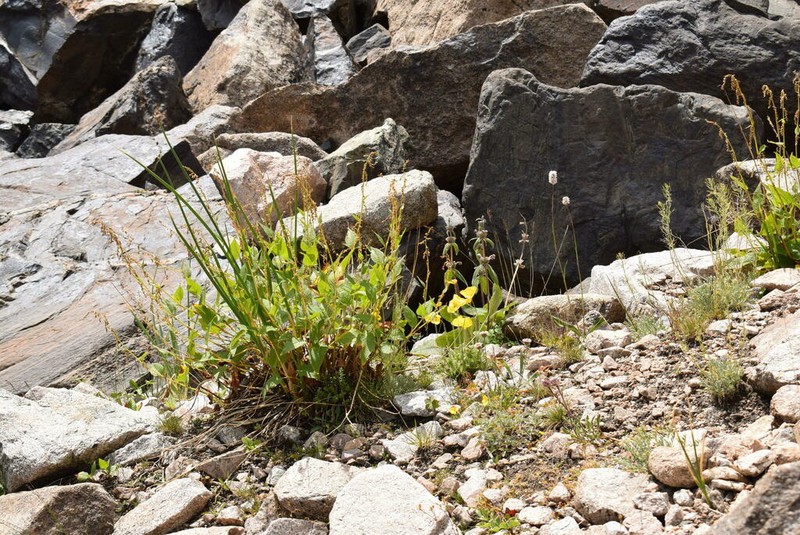 Koenigia songarica photo 7