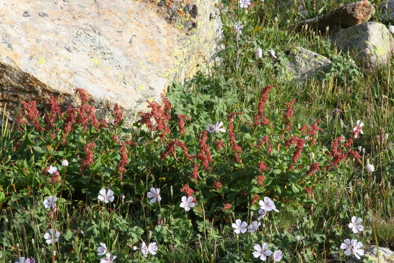Koenigia songarica photo 8