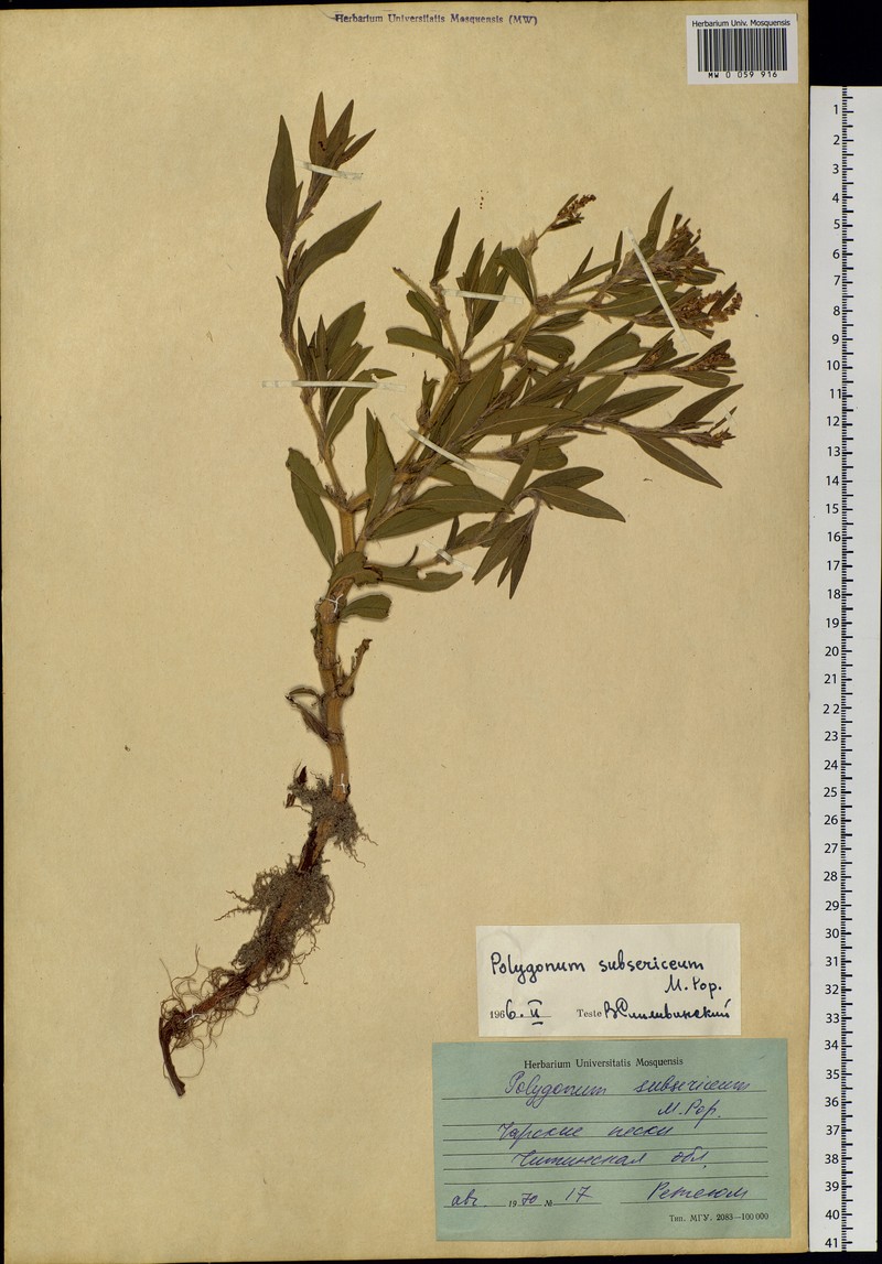 Koenigia subsericea