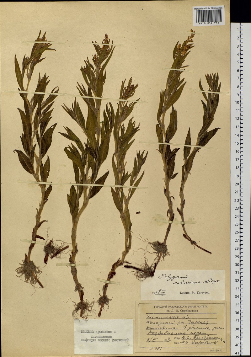 Koenigia subsericea photo 2