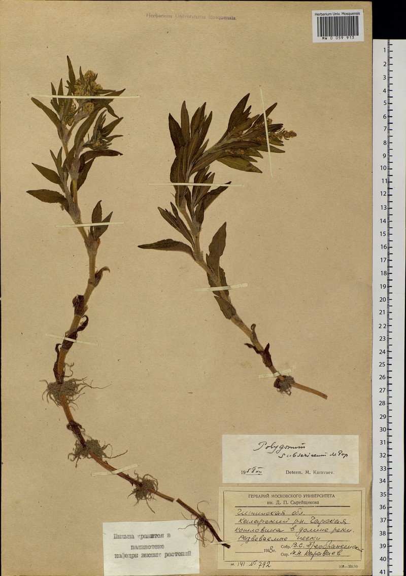 Koenigia subsericea photo 3
