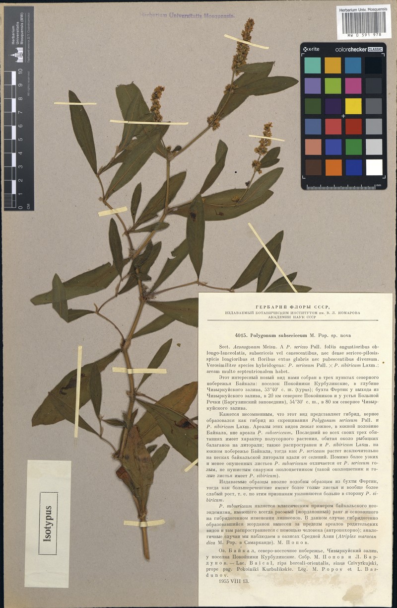 Koenigia subsericea photo 4