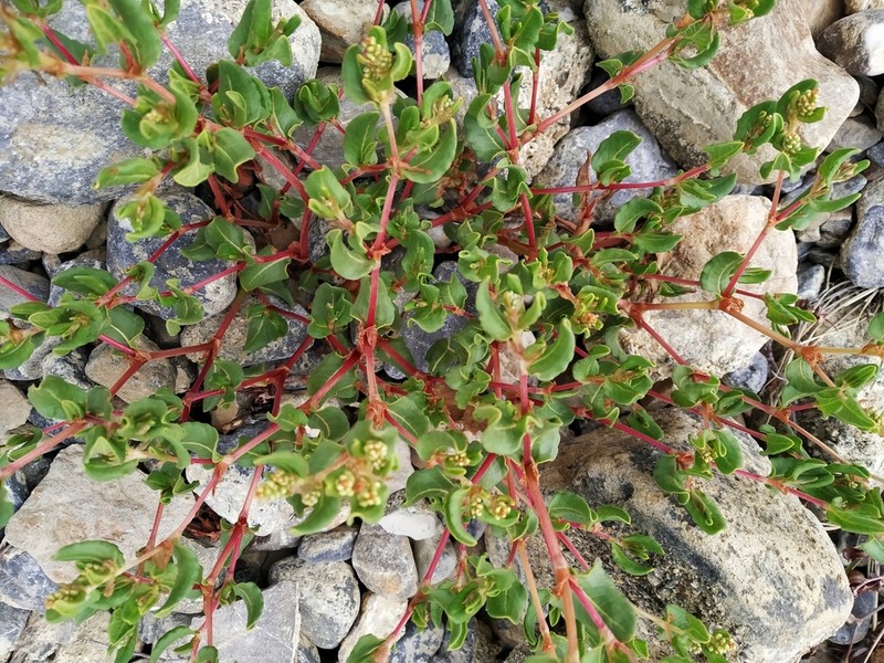 Koenigia tortuosa