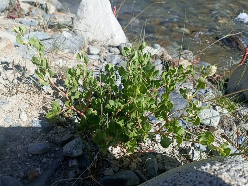 Koenigia tortuosa photo 3