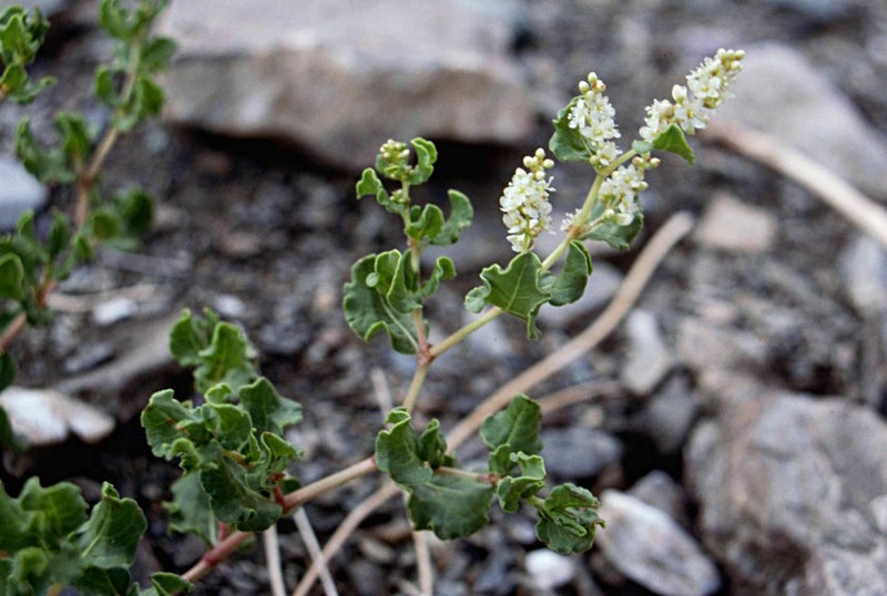 Koenigia tortuosa photo 4