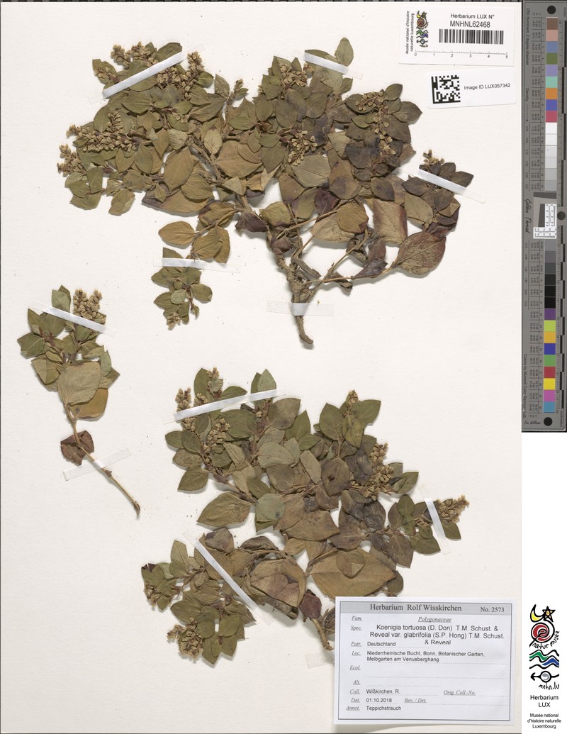 Koenigia tortuosa var. glabrifolia