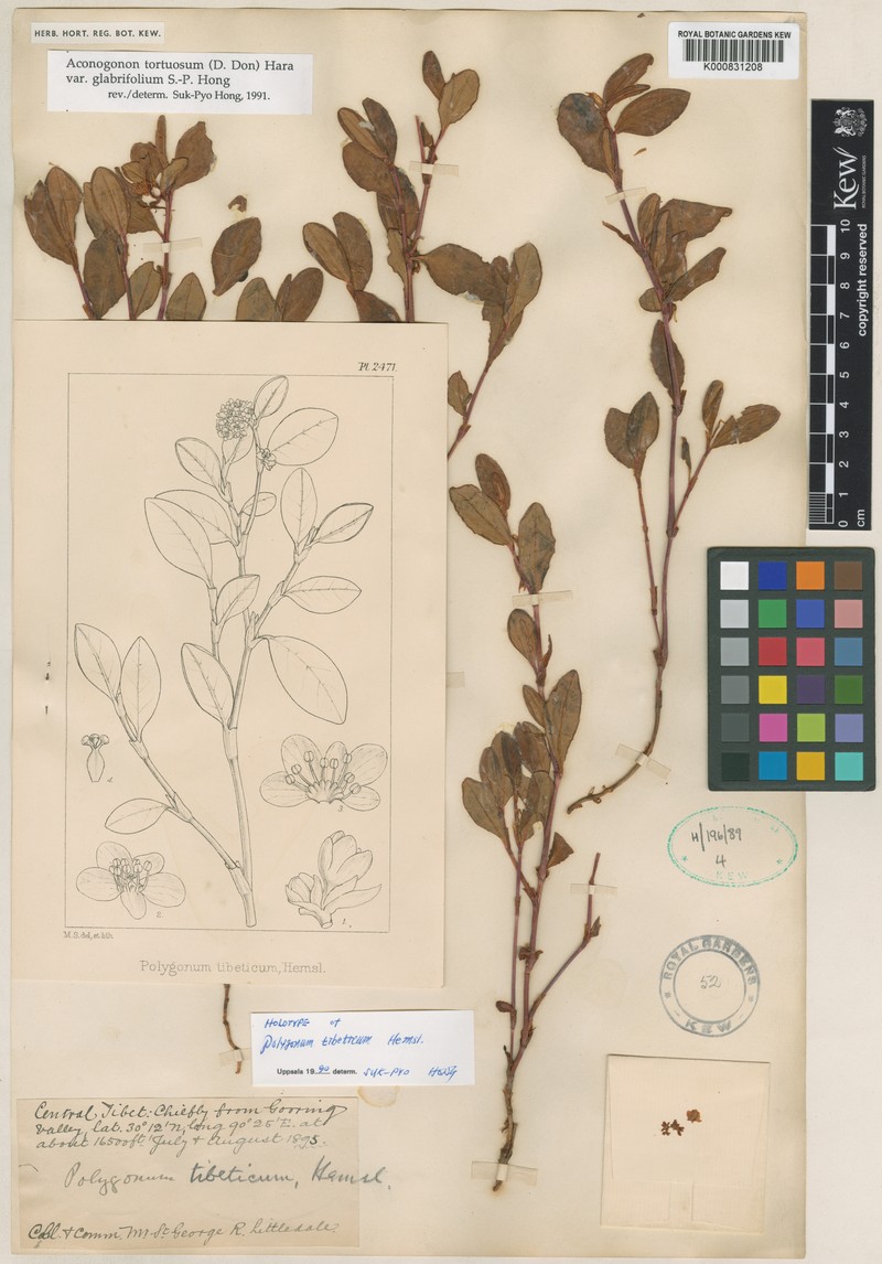 Koenigia tortuosa var. glabrifolia photo 2