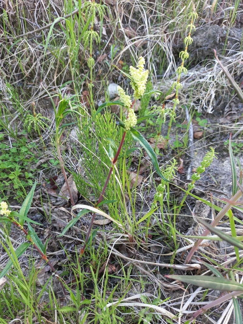 Koenigia tripterocarpa