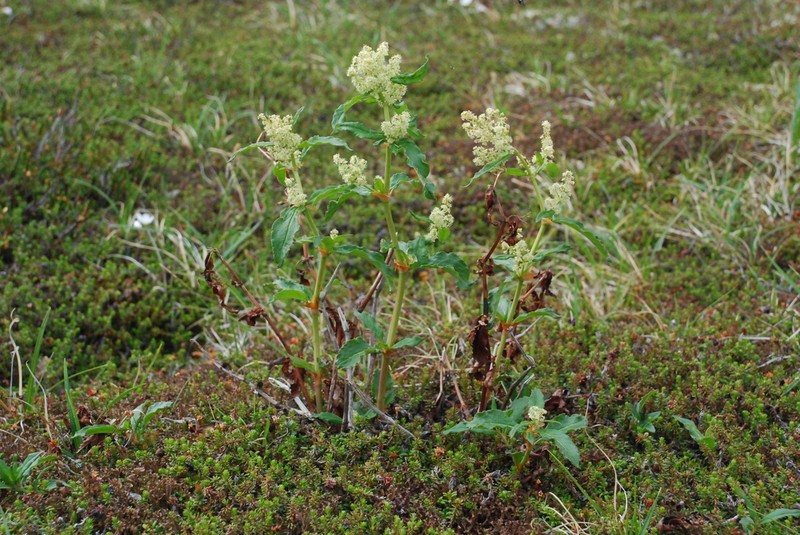 Koenigia tripterocarpa photo 2