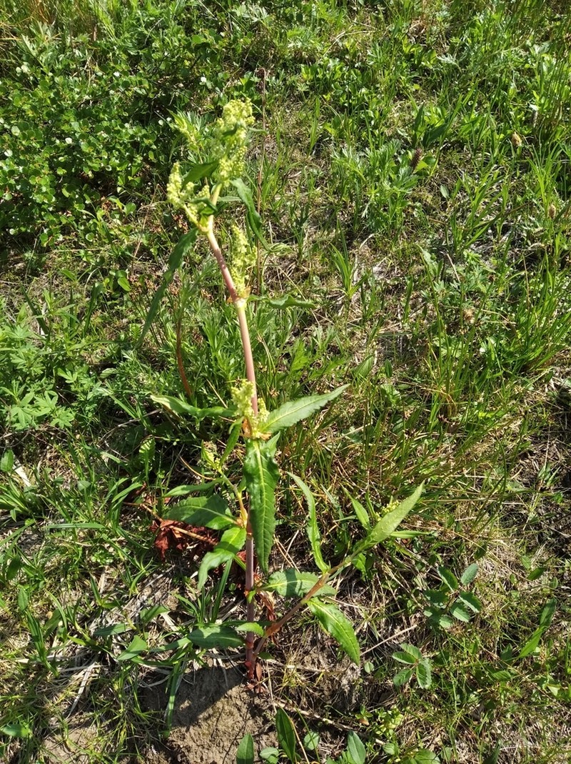 Koenigia tripterocarpa photo 3