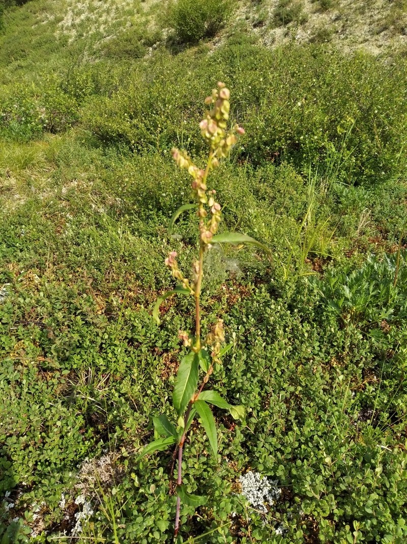 Koenigia tripterocarpa photo 4