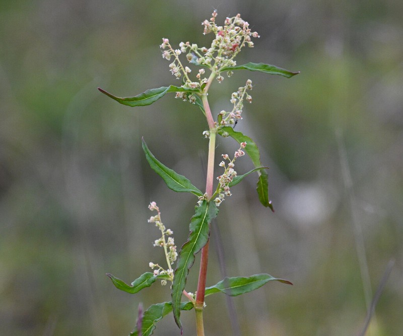 Koenigia tripterocarpa photo 5