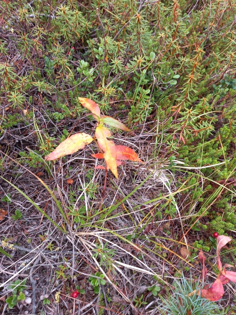 Koenigia tripterocarpa photo 6
