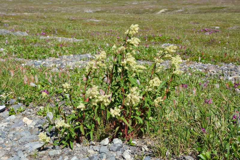 Koenigia tripterocarpa photo 7