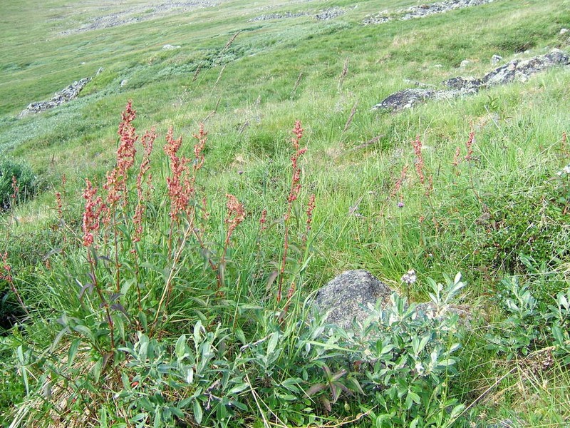 Koenigia tripterocarpa photo 8