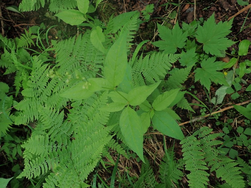 Koenigia tzvelevii