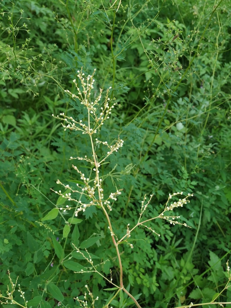 Koenigia valerii