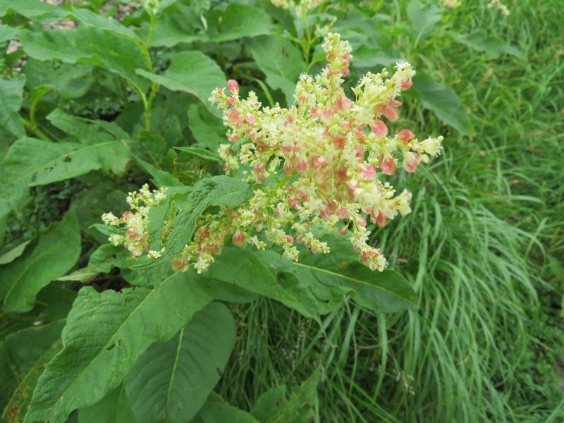 Koenigia weyrichii photo 3