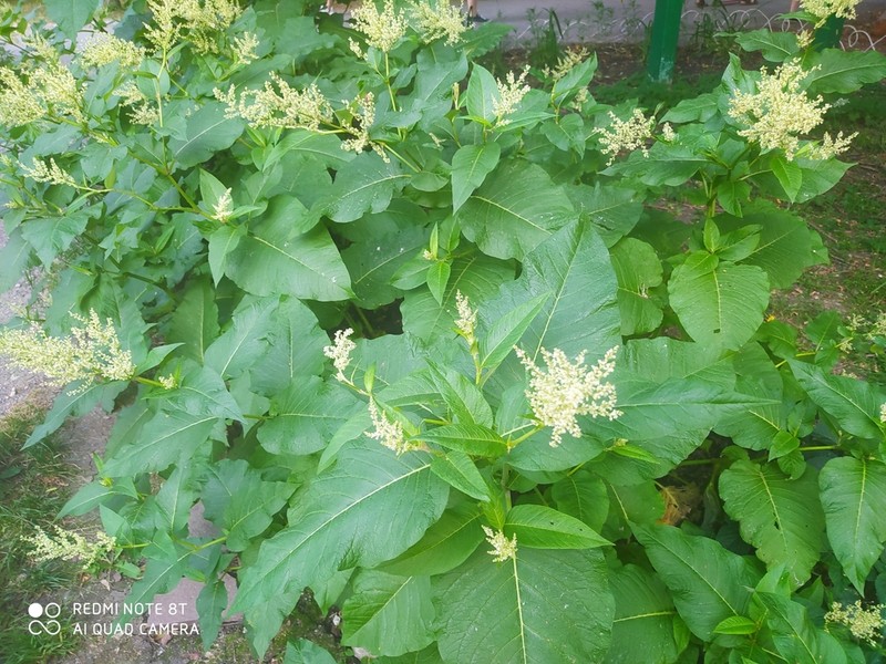 Koenigia weyrichii photo 4