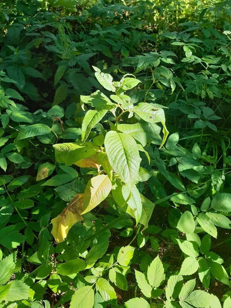 Koenigia weyrichii photo 5