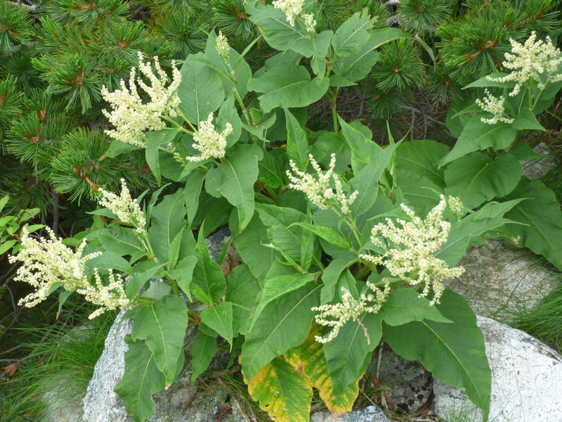 Koenigia weyrichii photo 7