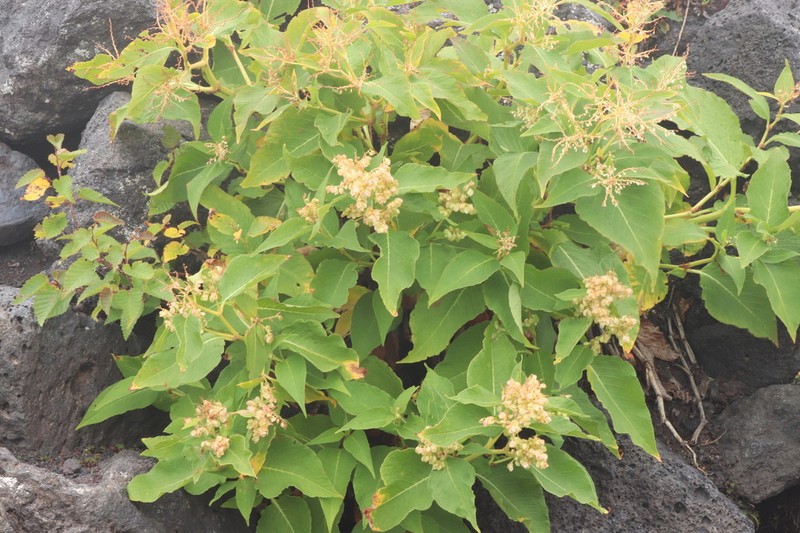 Koenigia weyrichii photo 8