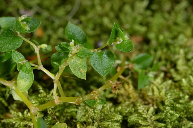 Koenigia yatagaiana