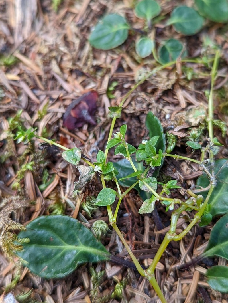 Koenigia yatagaiana photo 2