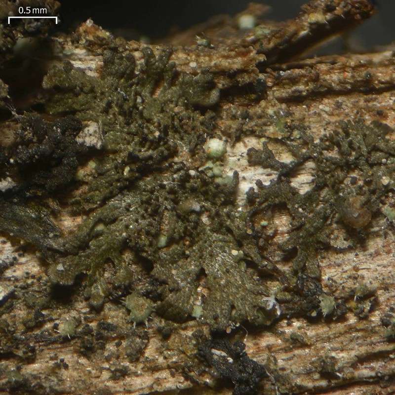 Koerberia Lichen
