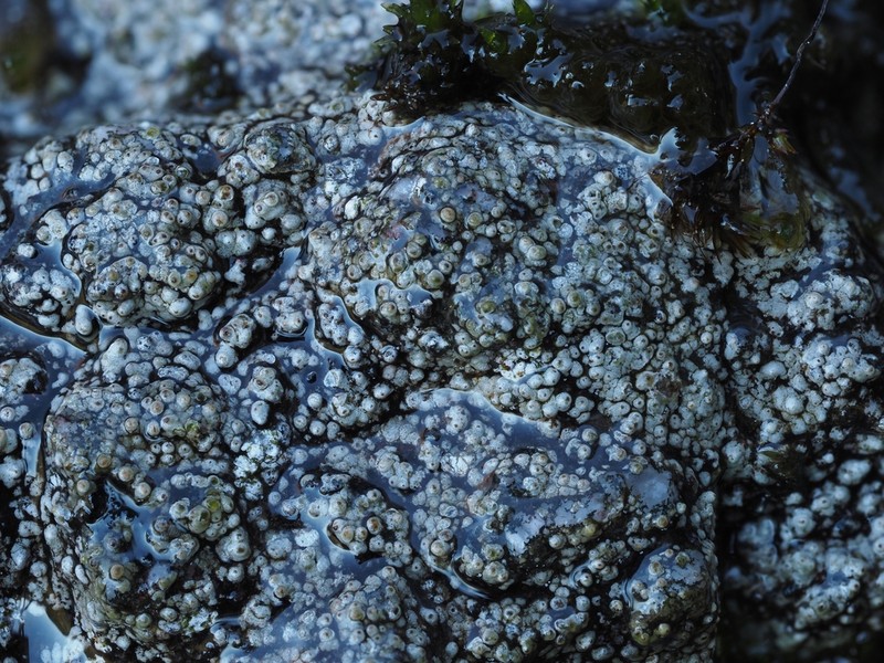 Koerberiella wimmeriana