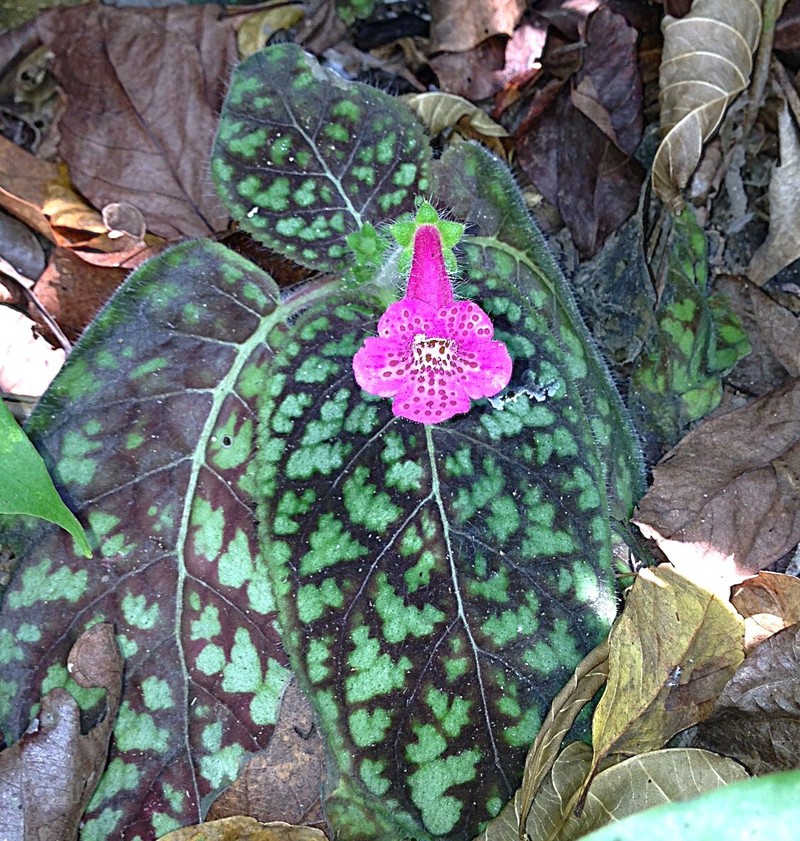 Kohleria amabilis var. amabilis
